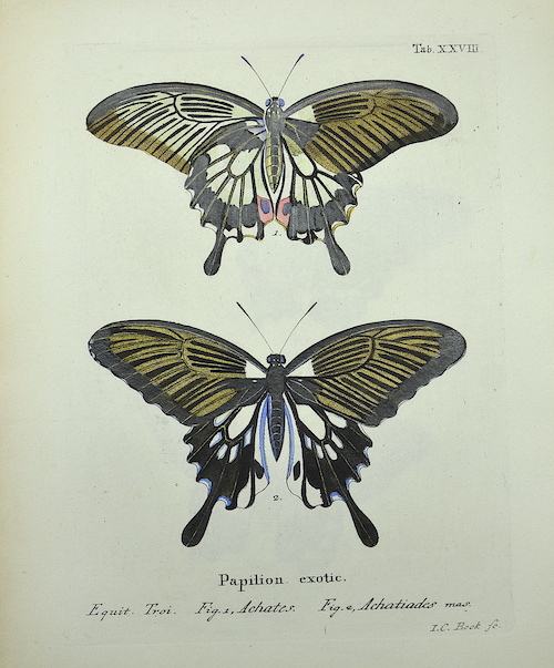 Papilion. Exotic /Fig. 1, Achates. / Fig. 2, Achatiades mas. /Tab. XXVIII.