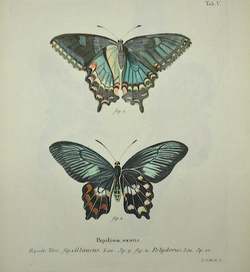 Papilion. Exotic. / Fig. 1. Glaucus / Fig. 2. Polydorus / Tab. V.