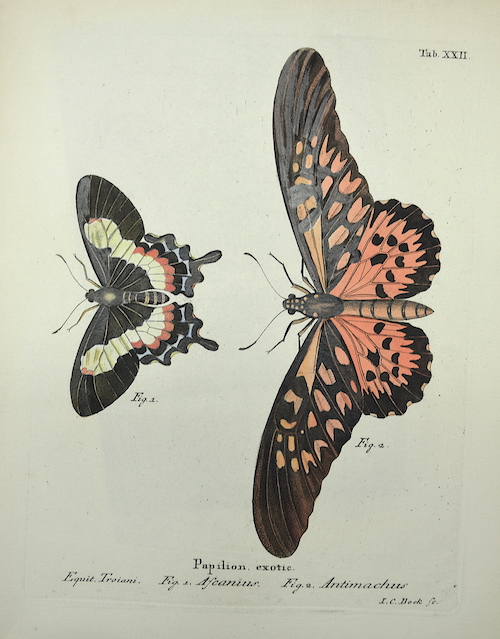 Papilion. exotic. Fig. 1. Ascanius. / Fig. 2. Antimachus / Tab. XXII.