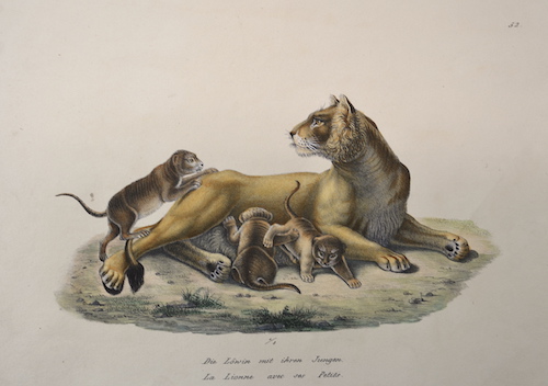 Die Löwin mit ihren Jungen. La Lionne avec ses Petits. 52