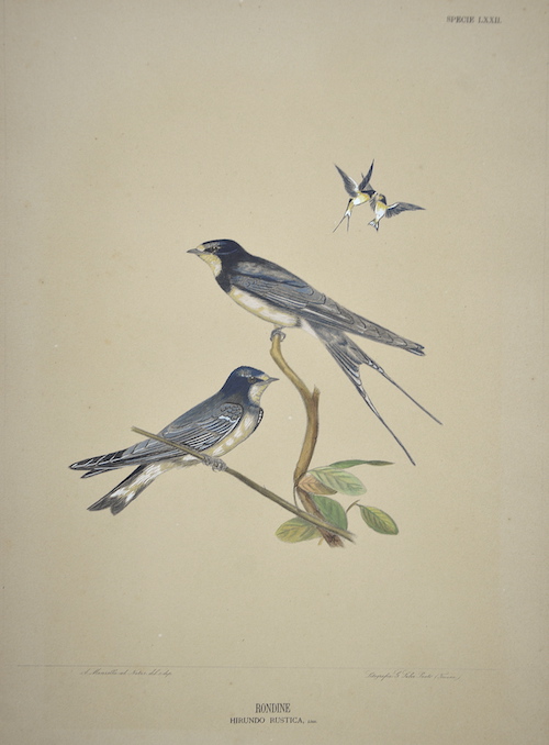 Rondine Hirundo rustica, Linn. Specie LXXII.