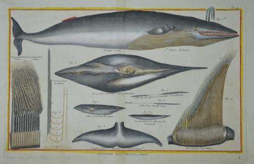 Histoire Naturelle, Cetaces.  Baleine a Bec. Pl. 4.