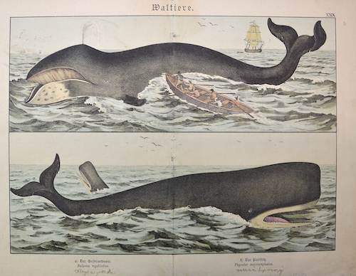 Waltiere. XXIX. a) Der Grönlandswal. Balaena mysticetus. b) Der Pottfisch. Physeter macrocephalus.