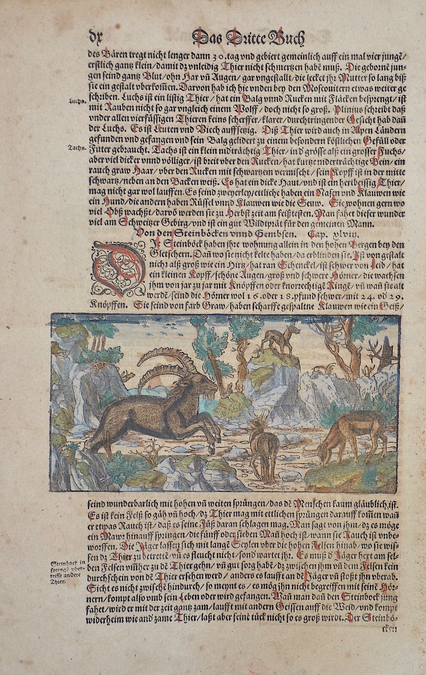 Münster  Das Dritte Buch / Von den Steinböcke unnd Gembsen.