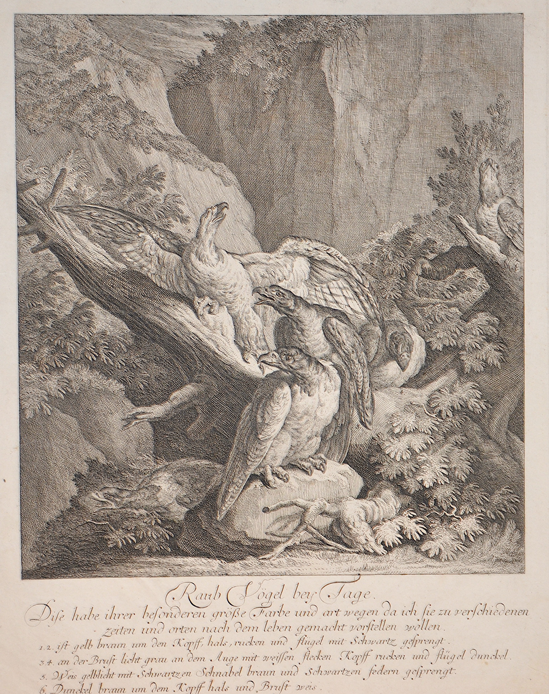 Ridinger Johann Elias Raub Vögel bey Tage.