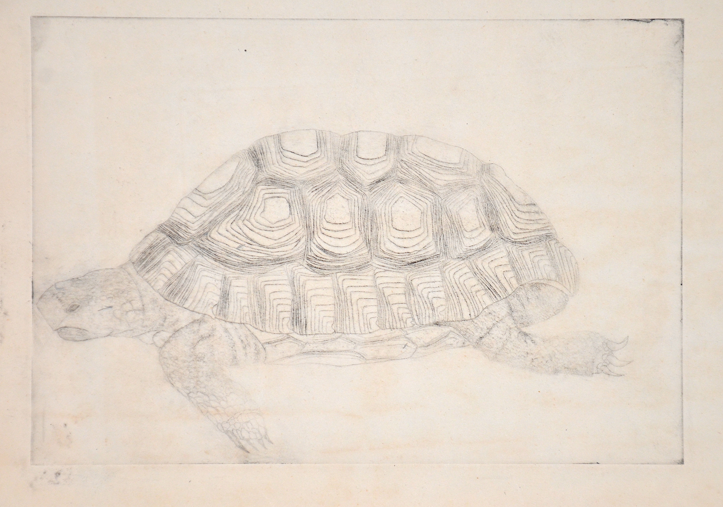Anonymus no title-Turtle