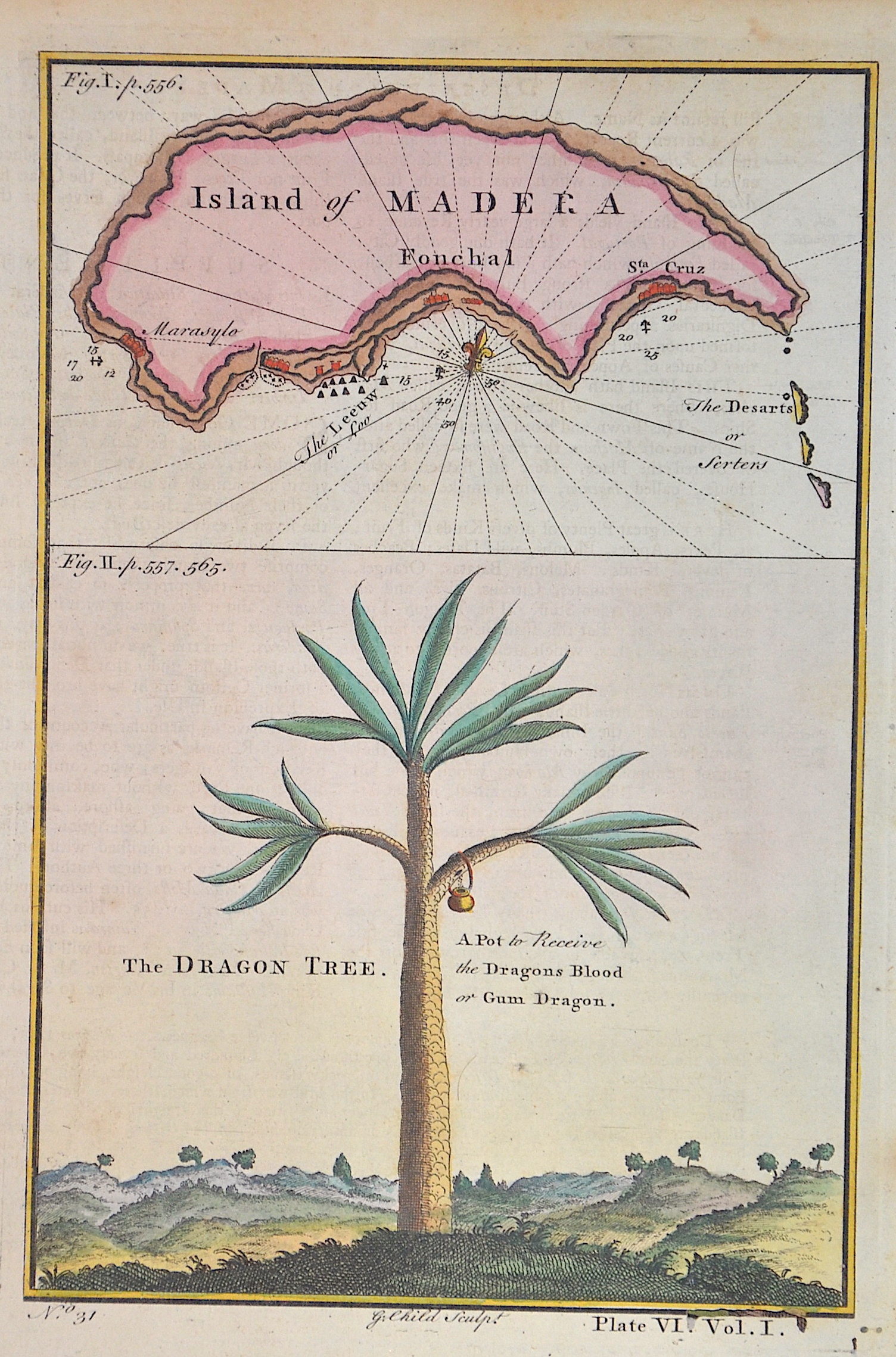 Child  Island of Madeira/ The dragon tree
